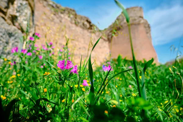 Fleurs Violettes Herbe Verte Arrière Plan Vieille Ancienne Muraille Ville — Photo