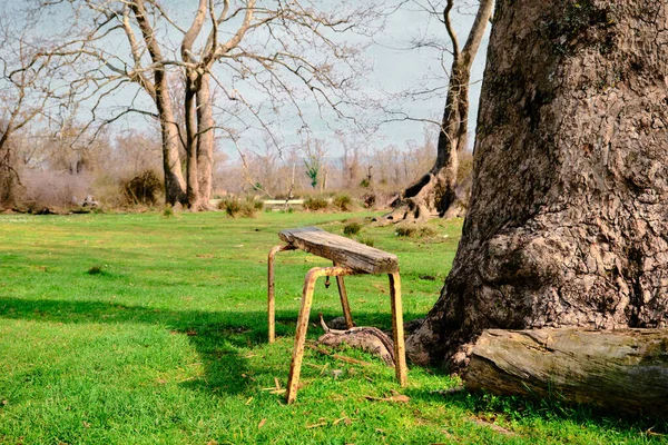 Small Vintage Abandoned Sitting Bench Next Huge Pine Tree Body — Stock Photo, Image
