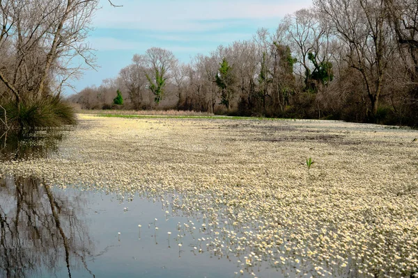 Auenwald Karacabey Bursa Und Kleiner Teich Mit Riesigen Weißen Gänseblümchenblümchen — Stockfoto