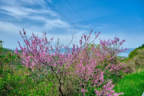 Judas Tree Cercis Quastrum Великолепный Розовый Цвет Природе Великолепном Голубом — стоковое фото