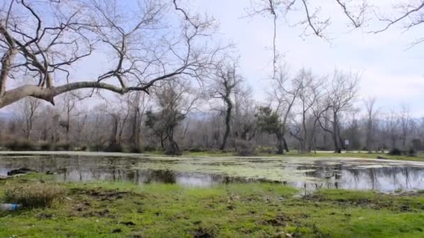 Hutan Dataran Banjir Karacabey Longoz Dan Kolam Kecil Dan Air — Stok Video