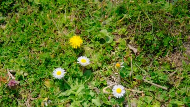 Schöne Gänseblümchen Mit Grünem Gras Bedeckt Und Video Über Den — Stockvideo