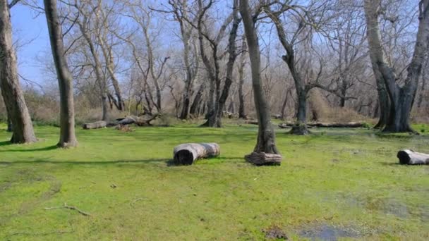 Υπέροχη Θέα Στη Φύση Πλημμύρα Πεδιάδα Στο Karacabey Longoz Δάσος — Αρχείο Βίντεο