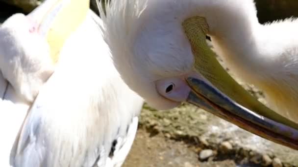 Close Vídeo Cabeça Magnífica Grandes Pássaros Pelicano Cegonha Olho Olho — Vídeo de Stock