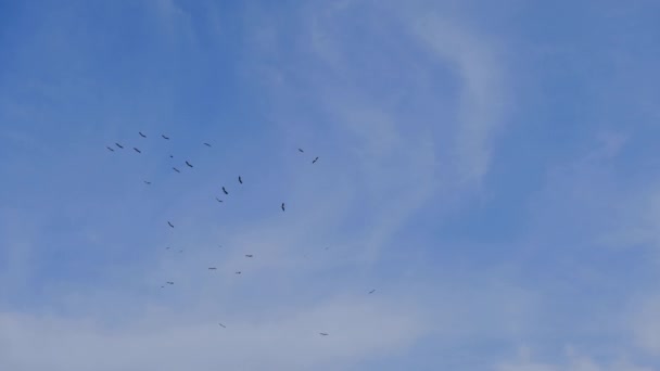 Mavi Gökyüzünün Beyaz Bulutların Sonsuzluğu Güneşli Bir Günde Özgürce Uçan — Stok video