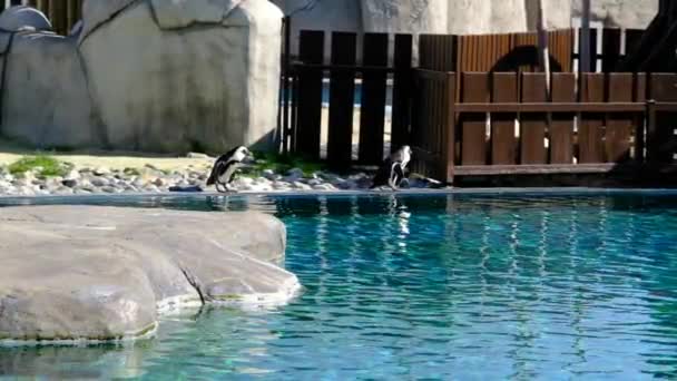 Černobílí Tučňáci Svém Domě Tyrkysovým Barevným Rybníkem Hledají Rybník Aby — Stock video