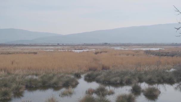 Llanura Inundable Karacabey Con Muchas Plantas Arbustos Amarillos Secos Con — Vídeo de stock