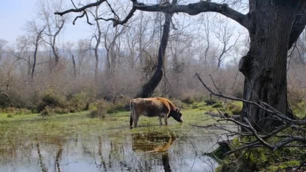 Pojedyncza Samotna Krowa Stojąca Terenie Bagien Mokrej Ziemi Oraz Jej — Wideo stockowe
