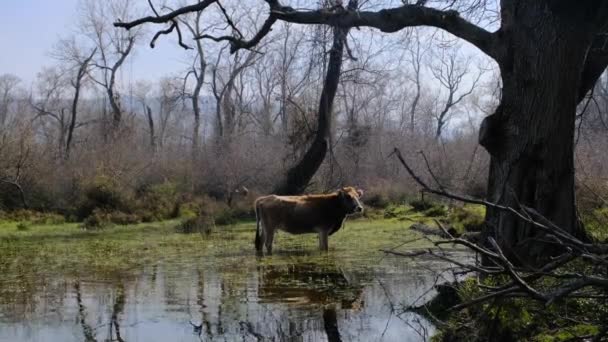 Μια Μοναχική Αγελάδα Που Στέκεται Μέσα Στον Βάλτο Και Την — Αρχείο Βίντεο