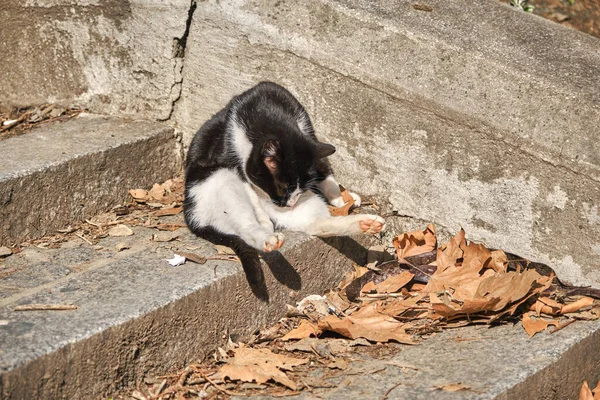 Turquie Scène Rue Par Chat Animal Istanbul Pendant Journée Ensoleillée — Photo