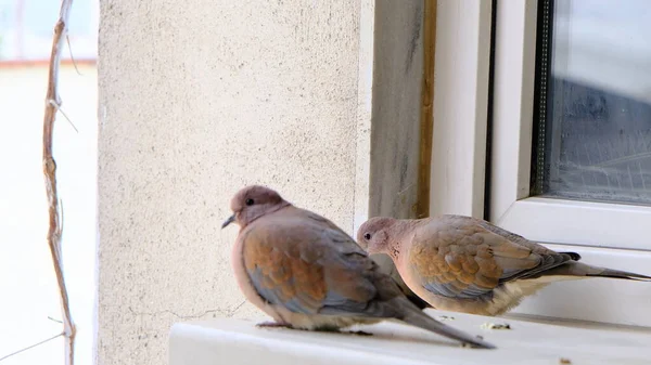 Deux Morceaux Tourterelles Pigeons Sur Une Plate Forme Métallique Debout — Photo