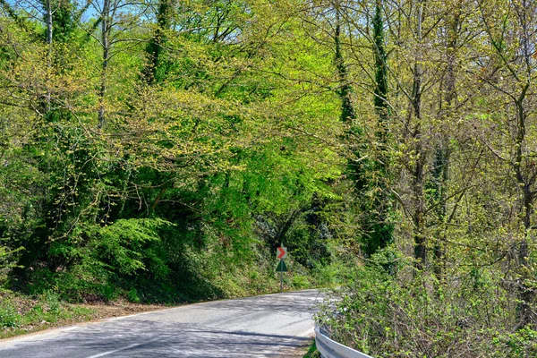 Yeşil Çimenler Yol Işaretleriyle Asfalt Bir Yol Bir Sürü Yeşil — Stok fotoğraf