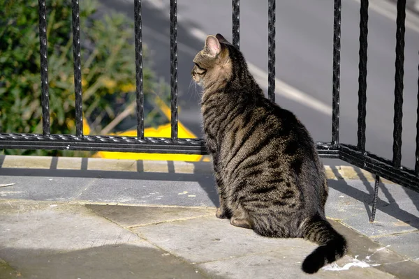 Chat Noir Rue Dans Moda Parcs Kadikoy Rue Istanbul Devant — Photo