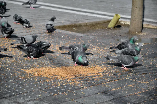 Muitas Aves Pombos Pombas Com Penas Verdes Roxas Coloridas Seus — Fotografia de Stock
