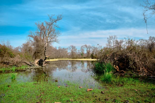 Floodplain Forest Karacabey Longoz Ormani Karacabey Bursa Small Pond Covered — Stock Photo, Image