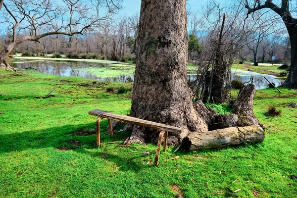 Brownfield Vintage Abandoned Sitting Bench Next Huge Pine Tree Body — Stock Photo, Image