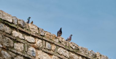 Güvercin ve kuş grupları İznik şehrinin duvarlarındaki kırmızı tuğlalardan yapılmış eski ve antik duvarların üzerinde duruyorlardı. Bizans döneminden ve döneminden kalma.