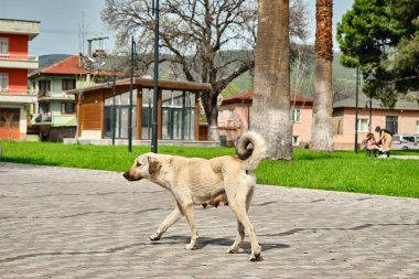 29.4.2021. Bursa, Hindi. Nicaea meydanında yaşayan ve yürüyen dişi bir köpek şehir merkezi ve insanlar arka planda ve kaldırım taşı üzerinde yürüyorlar..