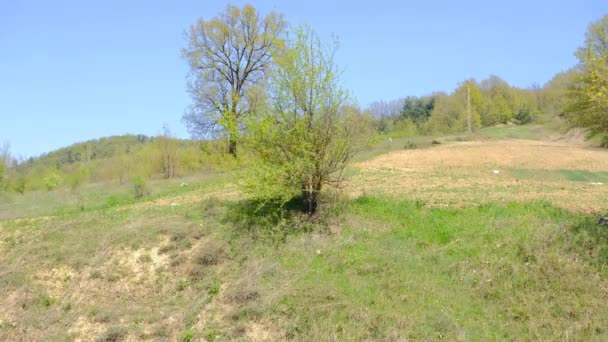 Single Tree Growing Small Hill Road Its Branches Leaves Waving — Stock Video