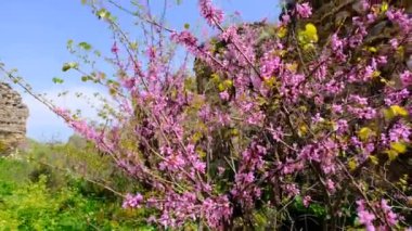 Judas ağacı (cercis siliastrum) antik ve harabe şehir duvarları Iiznik 'te büyük yağ ağaçları arkasında terk edilmiş ve kahverengi şehir duvarları taştan ve kırmızı tuğlalardan yapılmıştır. 