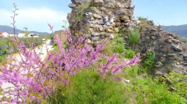 Judas ağacı (cercis siliastrum) antik ve harabe şehir duvarları Iiznik 'te büyük yağ ağaçları arkasında terk edilmiş ve kahverengi şehir duvarları taştan ve kırmızı tuğlalardan yapılmıştır. 