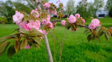 İlk hareket eden Judas ağacı (cercis silikastrum) ve muhteşem yeşil çimenli ve güneşli bir günde Bursa 'da trafik yoğunluğu olan şehir yolundaki muhteşem pembe rengin videosu.