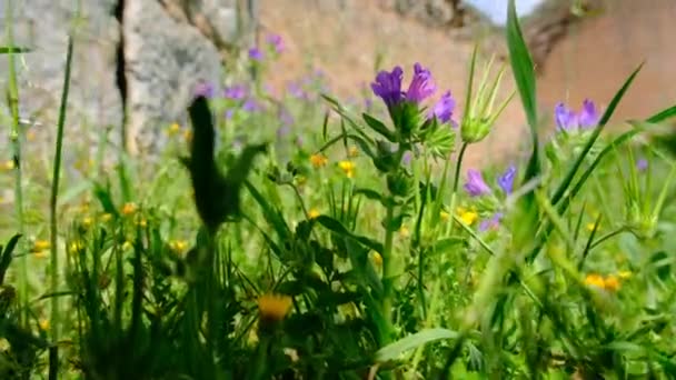 Yellow Purple Color Flowers Green Grass Together Old Ancient Ruins — Stock Video