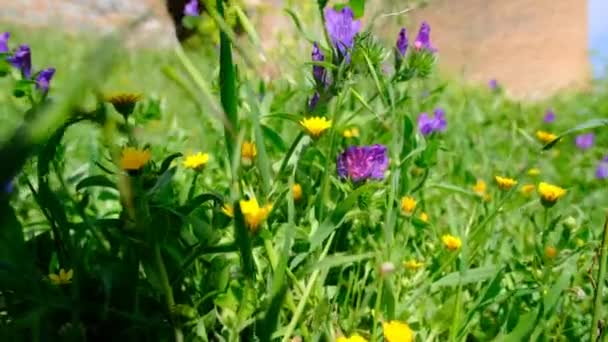 Flores Color Amarillo Púrpura Alrededor Hierba Verde Junto Con Antiguas — Vídeo de stock