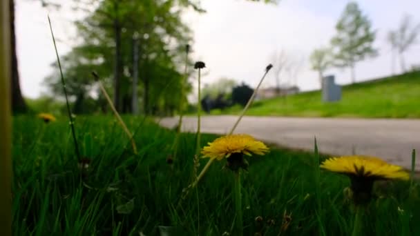 Flores Amarelas Dandelion Acenando Com Vento Coberto Com Grama Verde — Vídeo de Stock