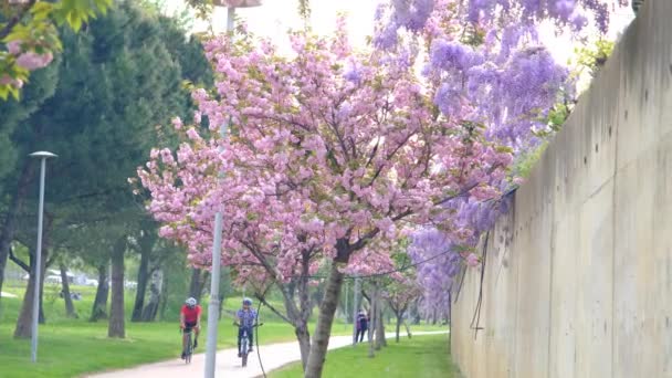 공원에는 Cercis Siliquastrum 분홍빛 있는데 날에는 남자들 버사의 공원의 자갈길에서 — 비디오