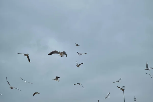 Skupiny Létajících Racků Nad Oblohou Během Zataženého Deštivého Dne — Stock fotografie