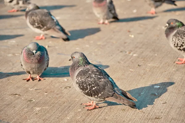 Groups of dove and pigeon. Gray feathers and colorful (green and purple) feathers on their necks. standing on concrete ground in istanbul, turkey and its magnificent orange eyes