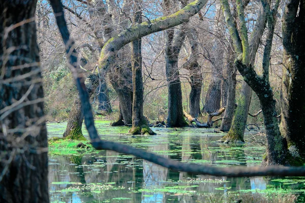 부르사에 습지와 범람원 Longoz Ormani 뒤에는 있습니다 종류의 연못에 반사되어 — 스톡 사진