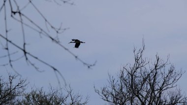 Kurumuş ve kurumuş ağaçların arkasındaki gökyüzünde büyük leylek ya da pelikan kuşu Karacabey sel ovasında arka planda gökyüzü ile birlikte dallanır. (longoz ormani) Bursa Türkiye