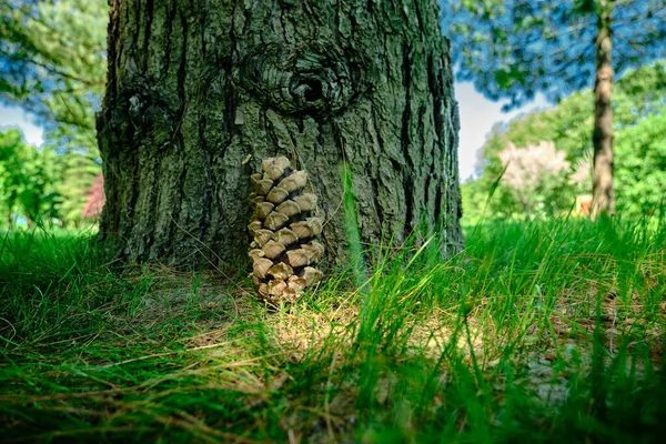 巨大な木の体と土壌と公共公園ブルサの緑の芝生の地面に横たわっている巨大で大きな松のコーン — ストック写真