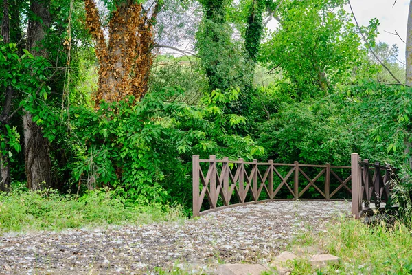 Uma Ponte Madeira Dentro Terra Parque Natural Com Plantas Verdes — Fotografia de Stock