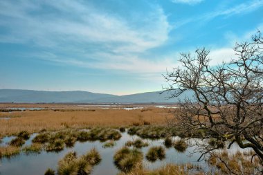 Karacabey Bursa 'daki sel yatağı ormanı ve küçük gölet yosun ve bataklık üzerinde büyük miktarda papatya çiçekleri ile kaplı.