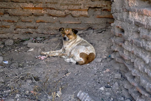 İznik 'in içinde beyaz ve kahverengi şirin sokak köpeği kırmızı tuğlalardan yapılmış antik şehir duvarları. 