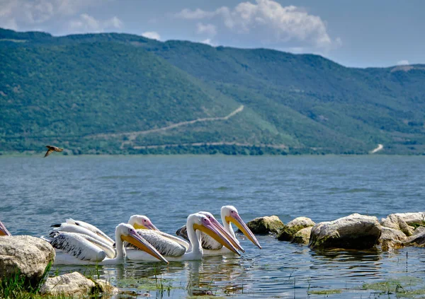Grupos Pelícanos Nadando Lago Uluabat Golyazi Con Fondo Montaña — Foto de Stock