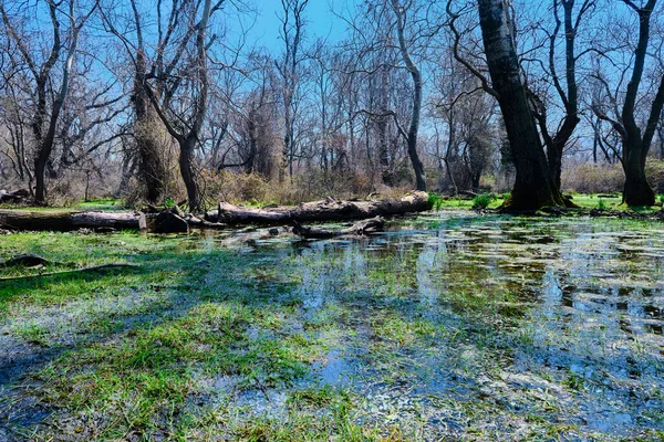 Sümpfe Und Auen Longoz Ormani Karacabey Bursa Kleiner Teich Und — Stockfoto