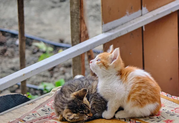 Niedliche Baby Bunte Katzen Und Eine Von Ihnen Schaut Den — Stockfoto