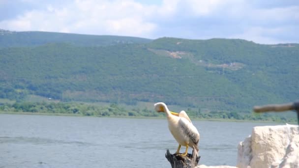 Golyazi Uluabat Bursa Hindisi Balıkçı Turist Grupları Güneşli Bir Günde — Stok video