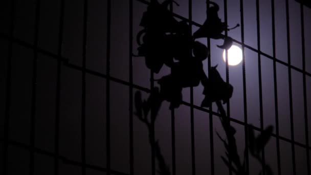 在金属栅栏后面摇曳着一株植物 摇曳着一朵花 宛如黑夜惊悚 — 图库视频影像