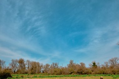 Karacabey Türkiye 'de sel yatağında doğa. Ağaçlar gökyüzüne kadar uzanıyor ve birçok bitki türü filizleniyor çalılar, bataklıklar ve ormanlar.