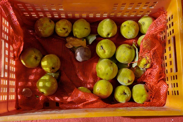 Fruta Fresca Sua Folha Fresco Crescimento Marmelo Muito Saboroso Amarelo — Fotografia de Stock