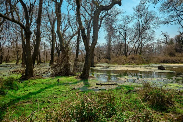 Natur Der Aue Karacabey Türkei Bäume Recken Sich Den Himmel — Stockfoto