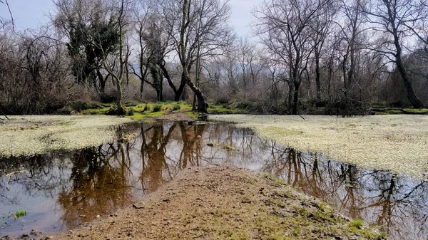 Auenwald Karacabey Longoz Ormani Karacabey Bursa Und Kleiner Teich Bedeckt — Stockfoto