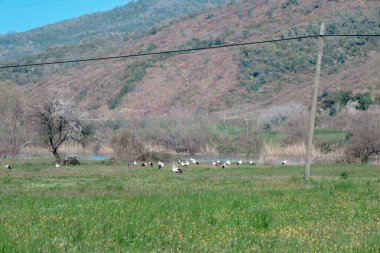 Karacabey Bursa 'daki sel baskını ormanı. Bir sürü kuş pelikanı. Nehir ve ağaçların yanındaki yeşil tarla üzerinde siyah beyaz leylek sürüleri..