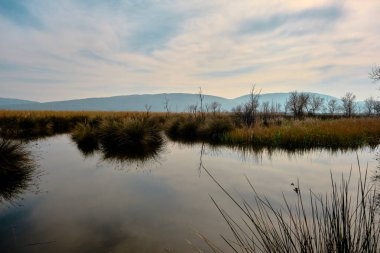 Karacabey Türkiye 'de sel yatağında doğa. Ağaçlar gökyüzüne kadar uzanıyor ve birçok bitki türü filizleniyor çalılar, bataklıklar ve ormanlar.