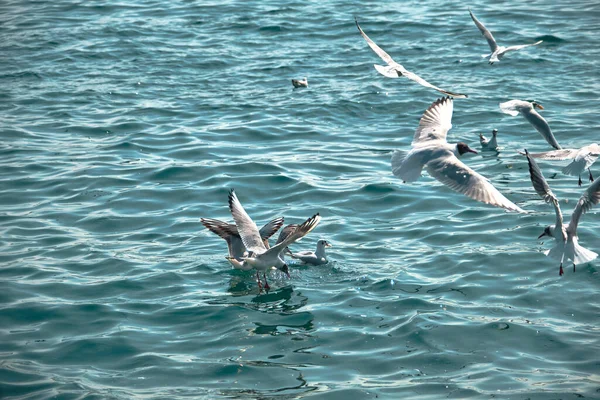 Många Måsar Bosporen Istanbul Landar Flyger Över Den Turkosa Färgen — Stockfoto